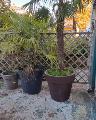PALME E PIANTE IN VASO O DA SPIANTARE 
