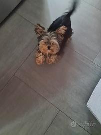 Yorkshire Terrier originale piccola taglia maschio