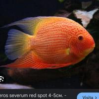 Heros notatus - red spot - acara pulcher - ellioti