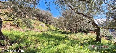 Rodia, terreno agricolo di circa 1000 mq