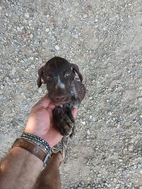 bracco pointer