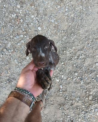 bracco pointer