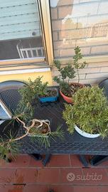 Bonsai