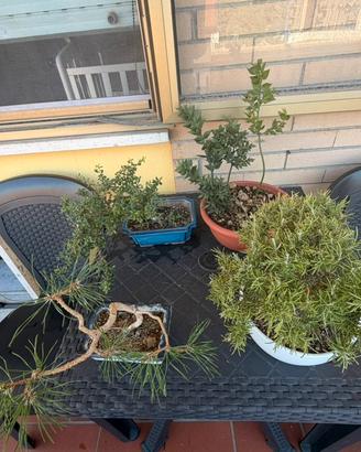 Bonsai