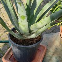 vaso di aloe