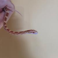 Baby serpente del grano butter (P. guttatus)