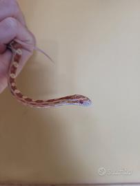 Baby serpente del grano butter (P. guttatus)
