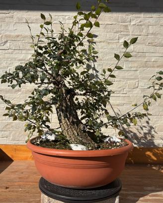 Prebonsai olmo