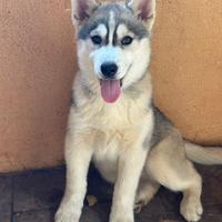 Siberian Husky