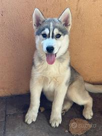 Siberian Husky