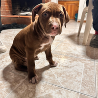 Cuccioli di Pitt Bull