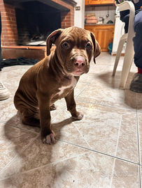 Cuccioli di Pitt Bull