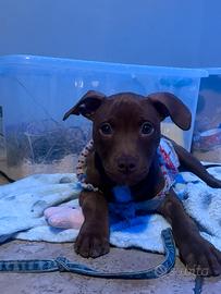 Pitbull 4 mesi femmina