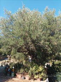 legna da alberi