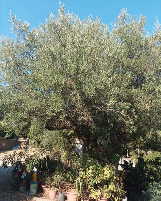 legna da alberi