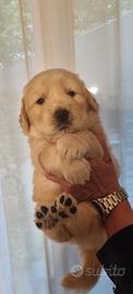 Golden Retriever 100% americani con pedigree