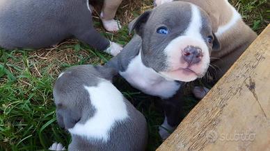 Amstaff