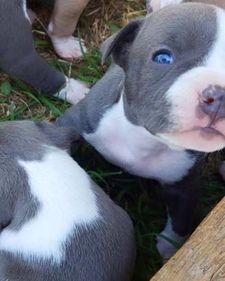Amstaff
