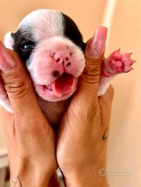 Bulldog francese 2 maschi