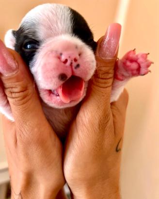 Bulldog francese 2 maschi