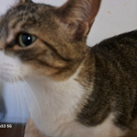 Gatta giovane Munchkin a zampe corte