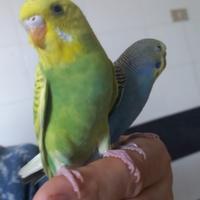 Coppie di cocorite affiatate e particolari