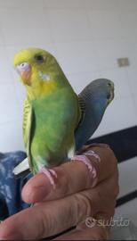 Coppie di cocorite affiatate e particolari