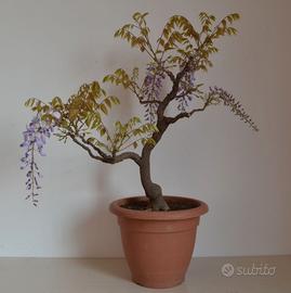 BONSAI GLICINE WISTERIA FLORIBUNDA 02