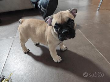Francese bulldog Fulvio