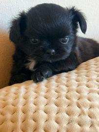 Chihuahua con pedigree