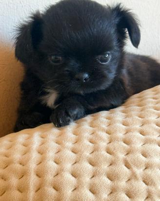 Chihuahua con pedigree