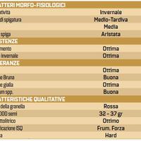 Semi di grano, NO USO ALIMENTARE, SOLO SEMINA