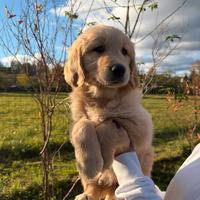 Golden retriever cuccioli