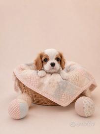 Cavalier King bianco/arancio disponibili subito