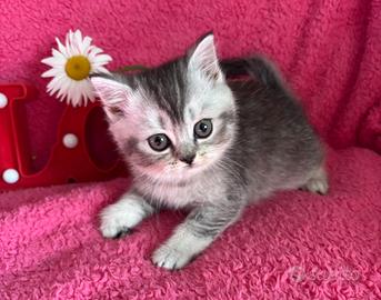 Gattini British shorthair