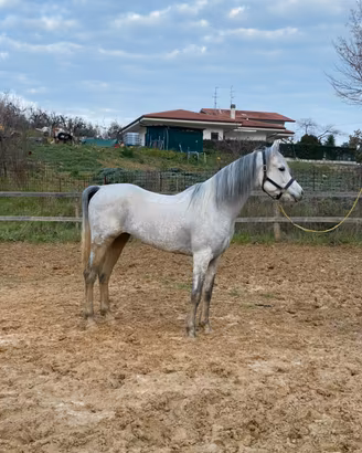 Arabi