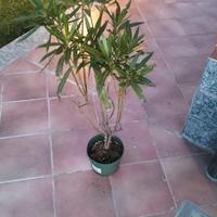 piante di oleandro 