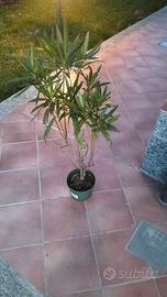 piante di oleandro 