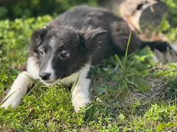Border Collie