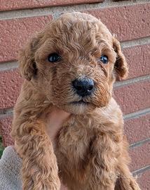 Barboncini NANI red e albicocca