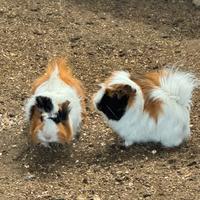 Porcellini d'india e cavie peruviane femmine