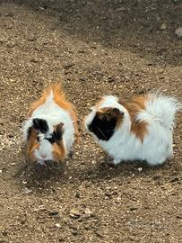 Porcellini d'india e cavie peruviane femmine