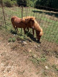 pony maschio e pony femmina