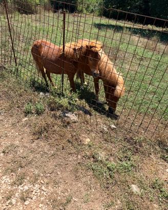 pony maschio e pony femmina