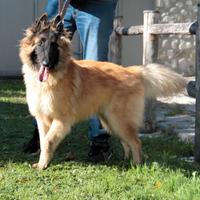 Cucciolone pastore belga tervueren