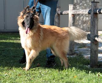 Cucciolone pastore belga tervueren