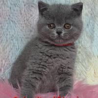 British shorthair cucciole