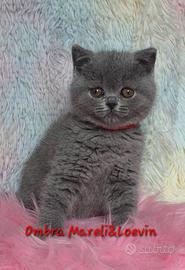 British shorthair cucciole
