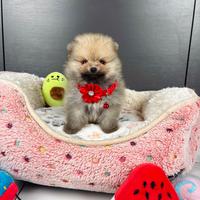 Volpino pomerania TOY 2 mesi maschio pedigree