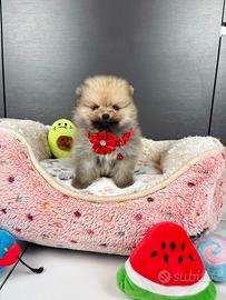 Volpino pomerania TOY 2 mesi maschio pedigree